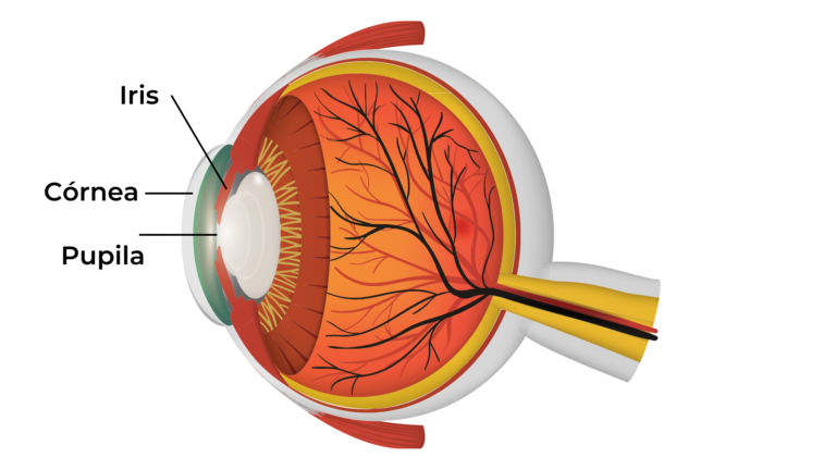 estructura ojo